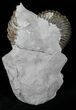 Rare Hoplites Dentatus Ammonite France #22509-2